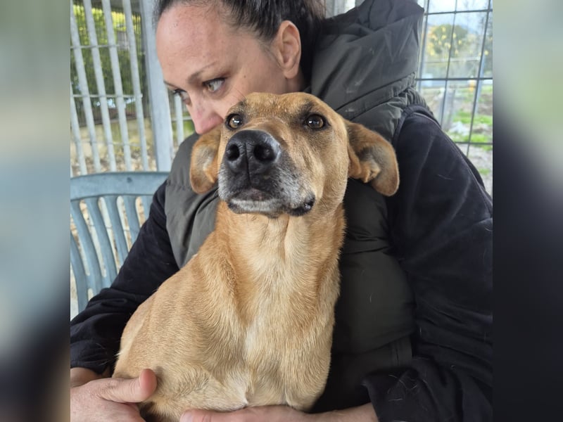 Estella - sanfte Hündin, noch ein bißchen schüchtern, aber bereit für ein liebevolles Zuhause