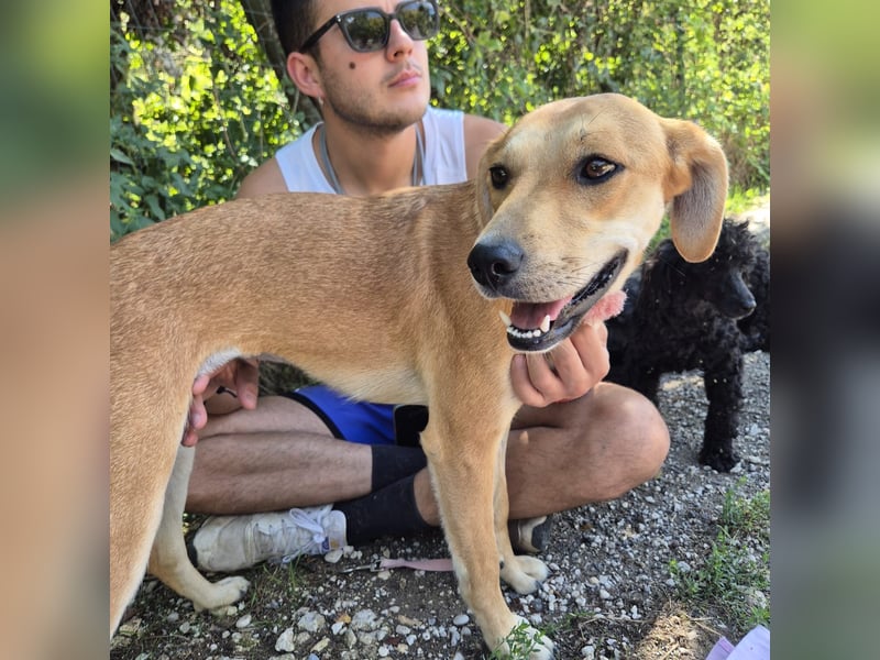 Ohana - freundliche, kinderliebe, junge Hündin Ohana - freundliche, kinderliebe, junge Hündin