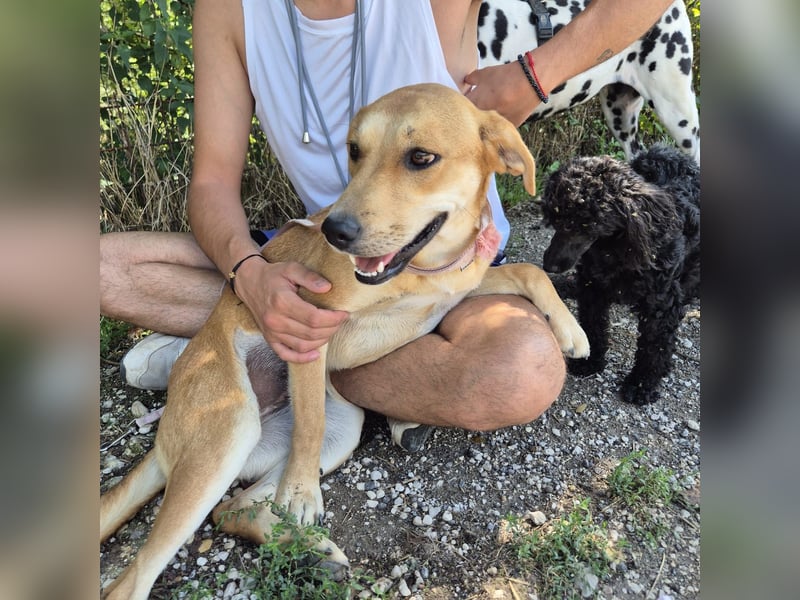 Ohana - freundliche, kinderliebe, junge Hündin Ohana - freundliche, kinderliebe, junge Hündin