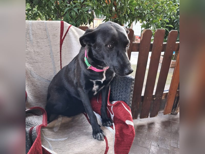 Cinzia - stubenrein, spricht fließend hund,  tunesisch, italienisch und bald deutsch?