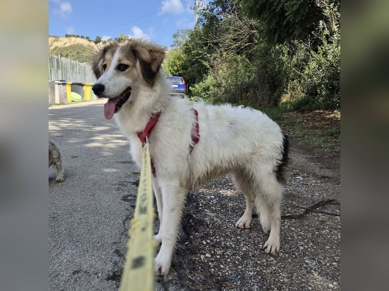 Pesca - junge wunderschöne Hündin