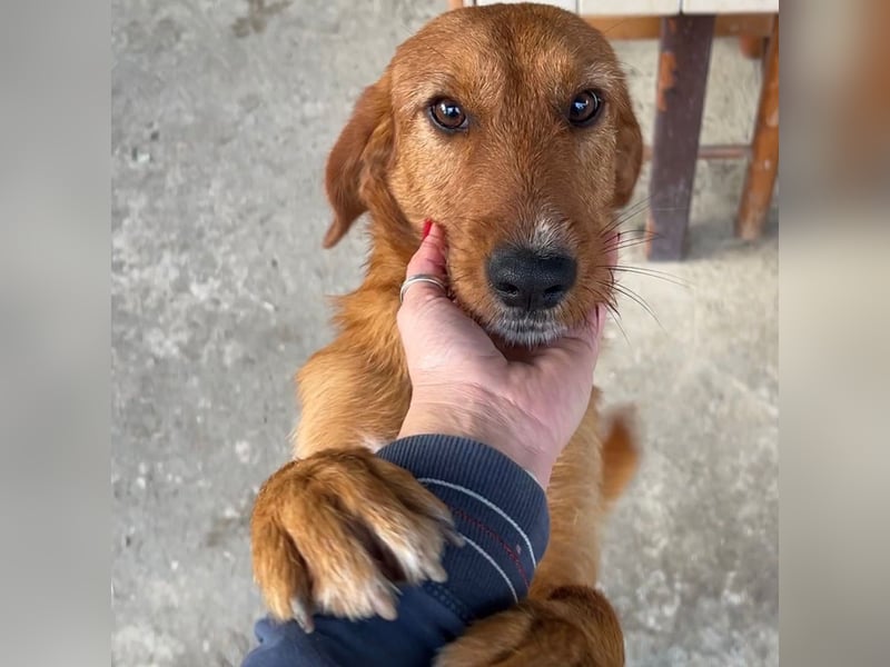 Choco - HAT INTERESSENTEN