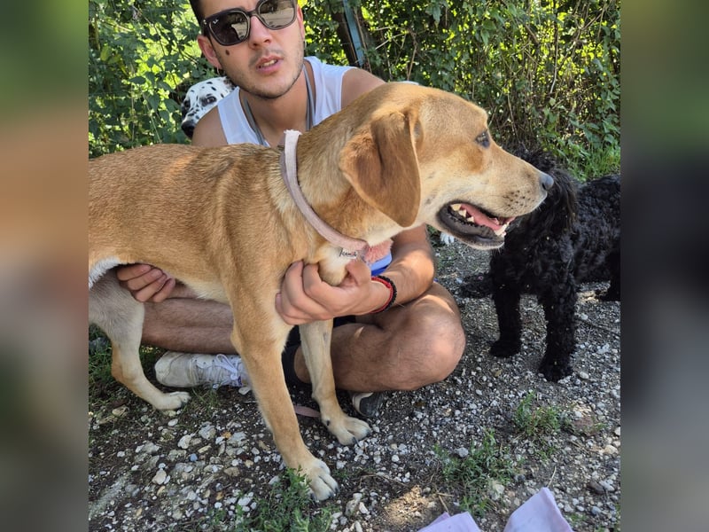 Ohana - freundliche, kinderliebe, junge Hündin Ohana - freundliche, kinderliebe, junge Hündin