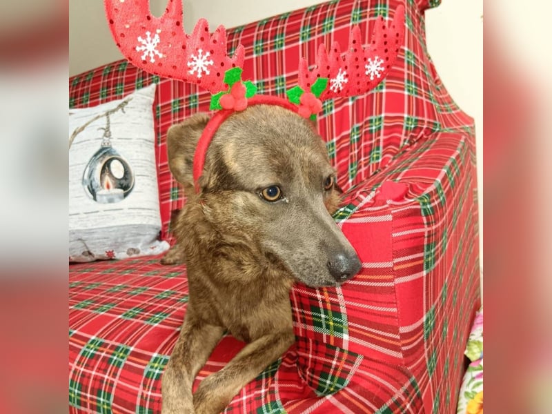 Alba -  neugieriges und fröhliches, m ein wenig schüchternes Hundemädchen träumt von eigener Familie