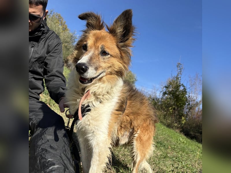 Leon - wunderbarer älterer Bub möchte dringend in sein eigenes Zuhause