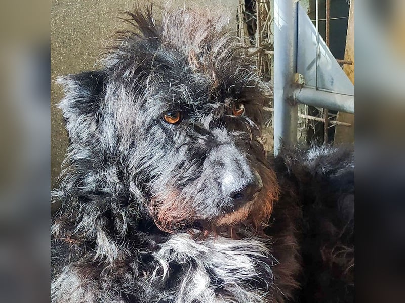 Toffee - ein echtes Wuschel, vielleicht noch etwas schüchtern, aber mit Riesenherz