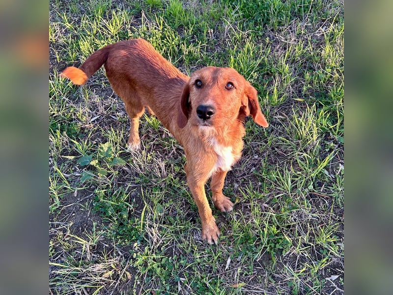 Choco - HAT INTERESSENTEN