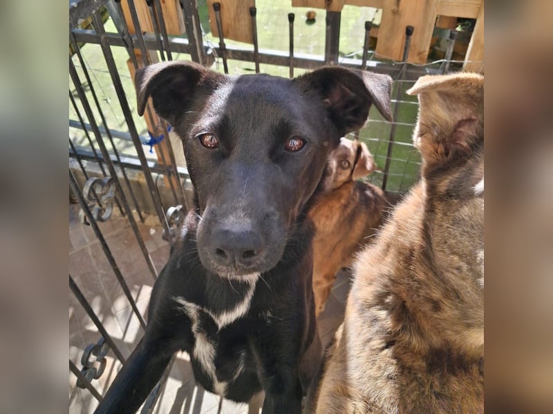 Cinzia - stubenrein, spricht fließend hund,  tunesisch, italienisch und bald deutsch?