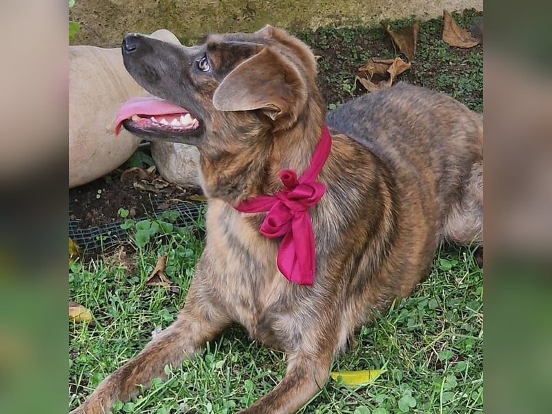 Alba -  neugieriges und fröhliches, m ein wenig schüchternes Hundemädchen träumt von eigener Familie