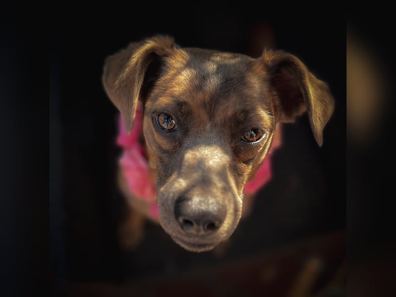 Alba -  neugieriges und fröhliches, m ein wenig schüchternes Hundemädchen träumt von eigener Familie