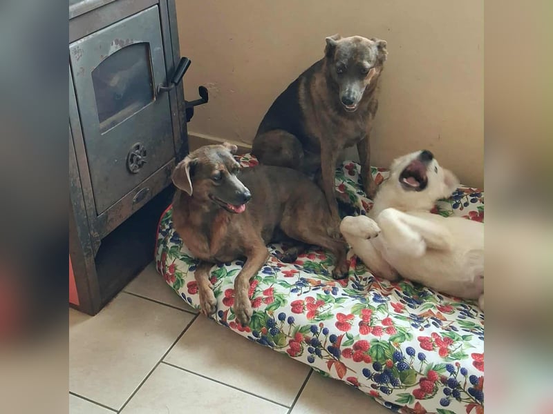 Alba -  neugieriges und fröhliches, m ein wenig schüchternes Hundemädchen träumt von eigener Familie