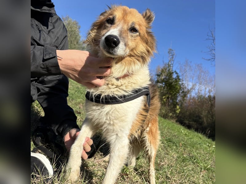 Leon - wunderbarer älterer Bub möchte dringend in sein eigenes Zuhause