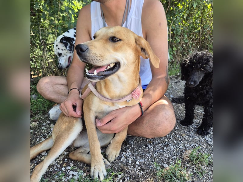 Ohana - freundliche, kinderliebe, junge Hündin Ohana - freundliche, kinderliebe, junge Hündin