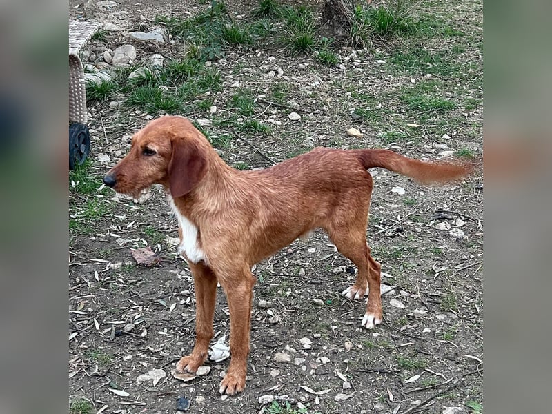 Choco - HAT INTERESSENTEN