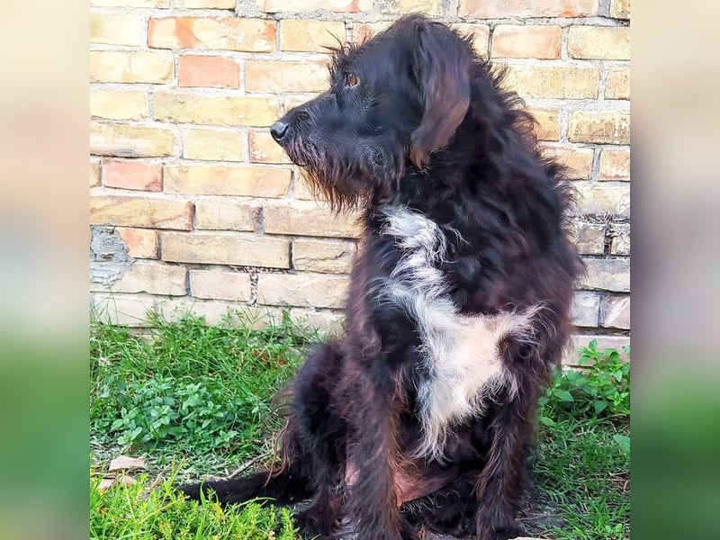 Toffee - ein echtes Wuschel, vielleicht noch etwas schüchtern, aber mit Riesenherz