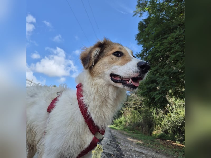 Pesca - junge wunderschöne Hündin