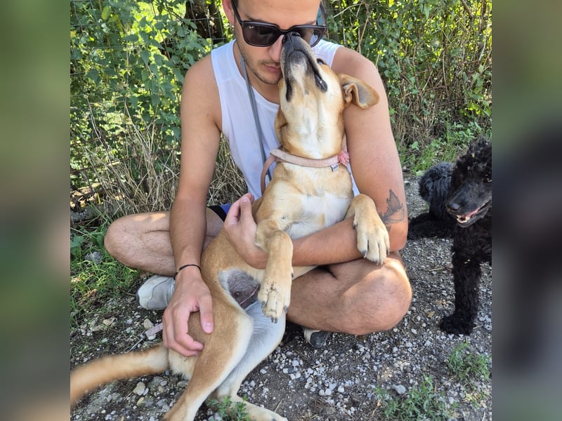 Ohana - freundliche, kinderliebe, junge Hündin Ohana - freundliche, kinderliebe, junge Hündin