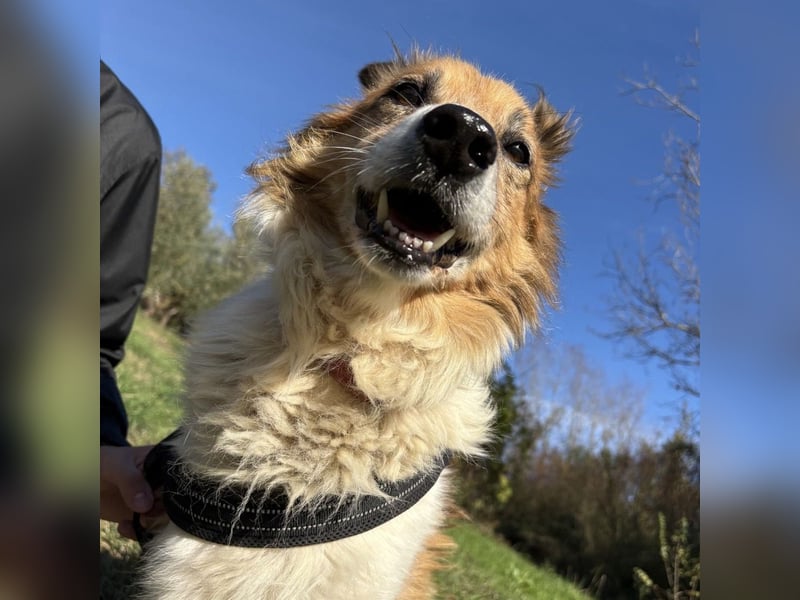 Leon - wunderbarer älterer Bub möchte dringend in sein eigenes Zuhause