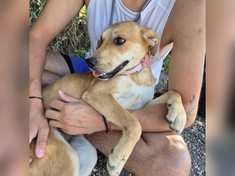 Ohana - freundliche, kinderliebe, junge Hündin Ohana - freundliche, kinderliebe, junge Hündin