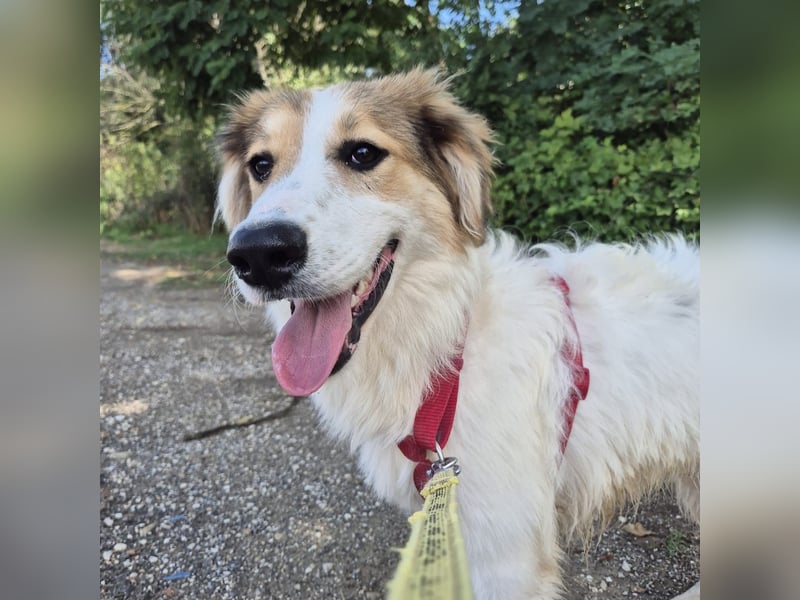 Pesca - junge wunderschöne Hündin