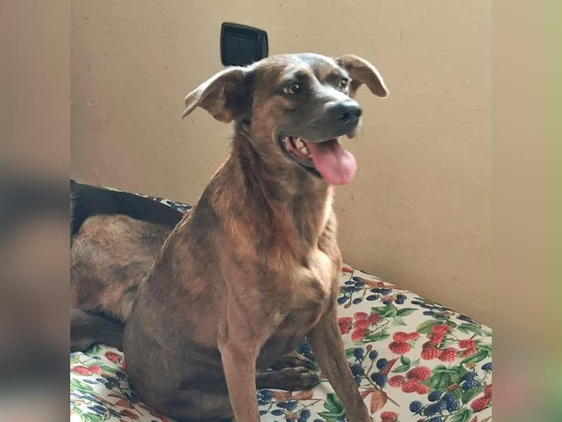 Alba -  neugieriges und fröhliches, m ein wenig schüchternes Hundemädchen träumt von eigener Familie