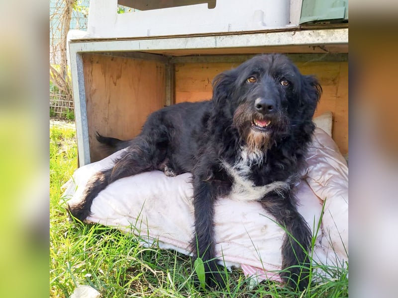 Toffee - ein echtes Wuschel, vielleicht noch etwas schüchtern, aber mit Riesenherz