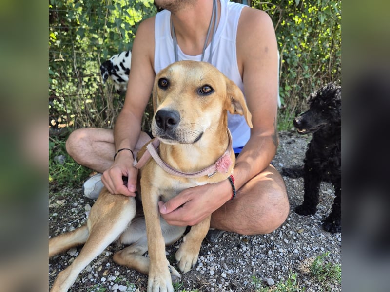 Ohana - freundliche, kinderliebe, junge Hündin Ohana - freundliche, kinderliebe, junge Hündin