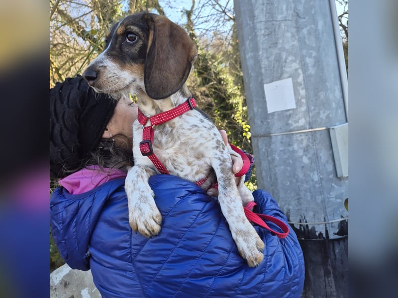 Gioia - verspielt, neugierig, sozial und voller Lebensfreude – das ist Gioia!