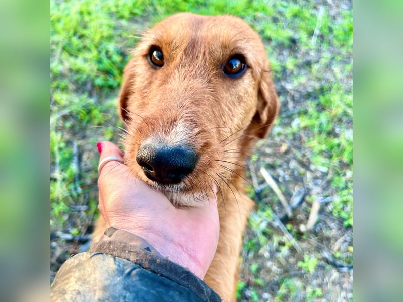 Choco - HAT INTERESSENTEN