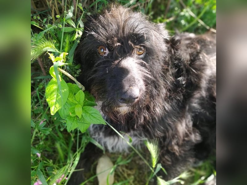 Toffee - ein echtes Wuschel, vielleicht noch etwas schüchtern, aber mit Riesenherz