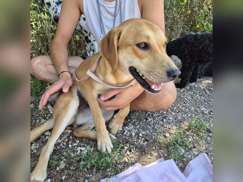 Ohana - freundliche, kinderliebe, junge Hündin Ohana - freundliche, kinderliebe, junge Hündin