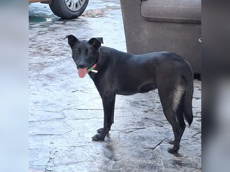 Cinzia - stubenrein, spricht fließend hund,  tunesisch, italienisch und bald deutsch?