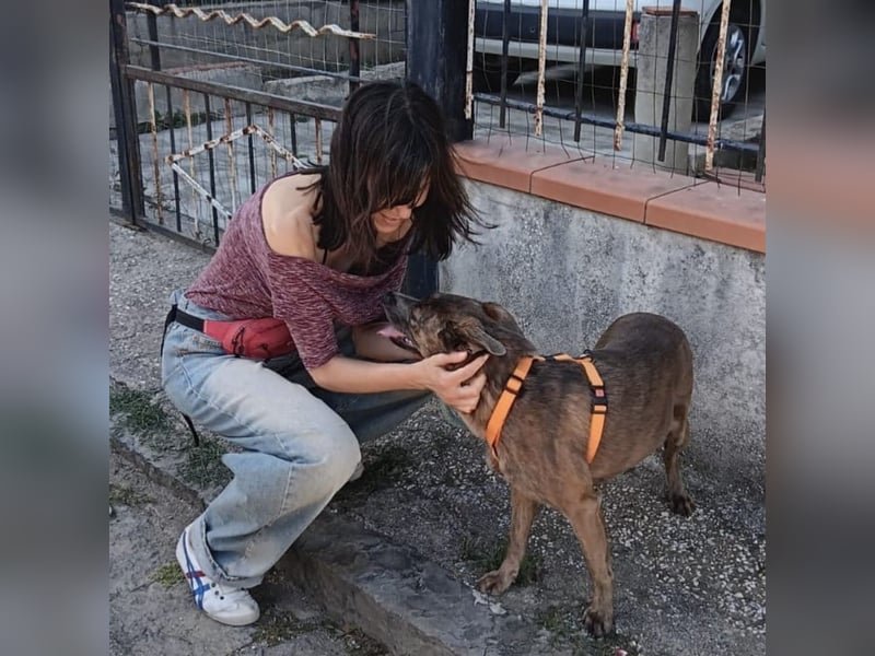Alba -  neugieriges und fröhliches, m ein wenig schüchternes Hundemädchen träumt von eigener Familie