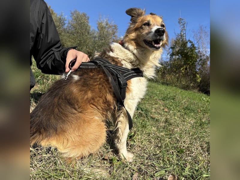 Leon - wunderbarer älterer Bub möchte dringend in sein eigenes Zuhause