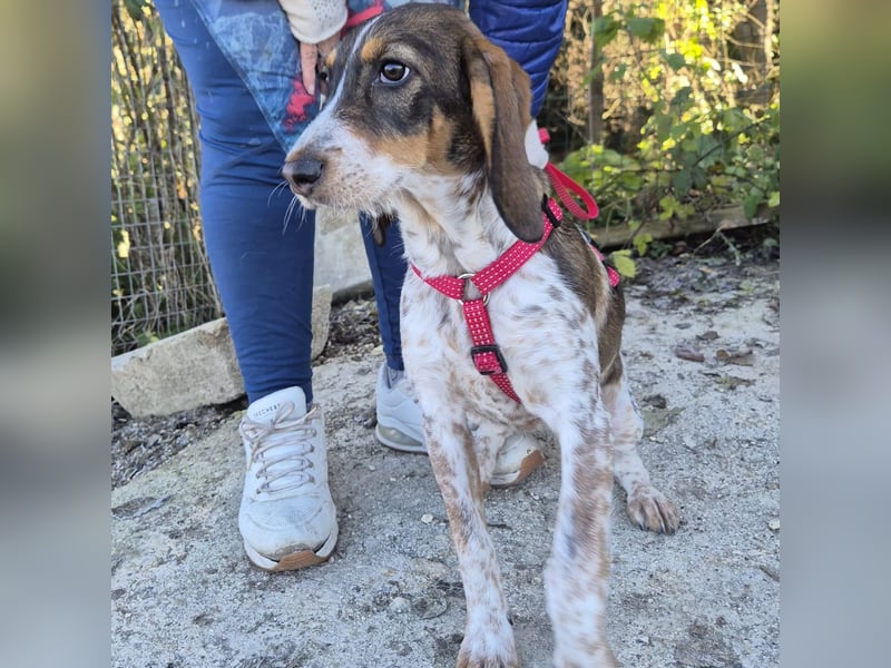 Gioia - verspielt, neugierig, sozial und voller Lebensfreude – das ist Gioia!