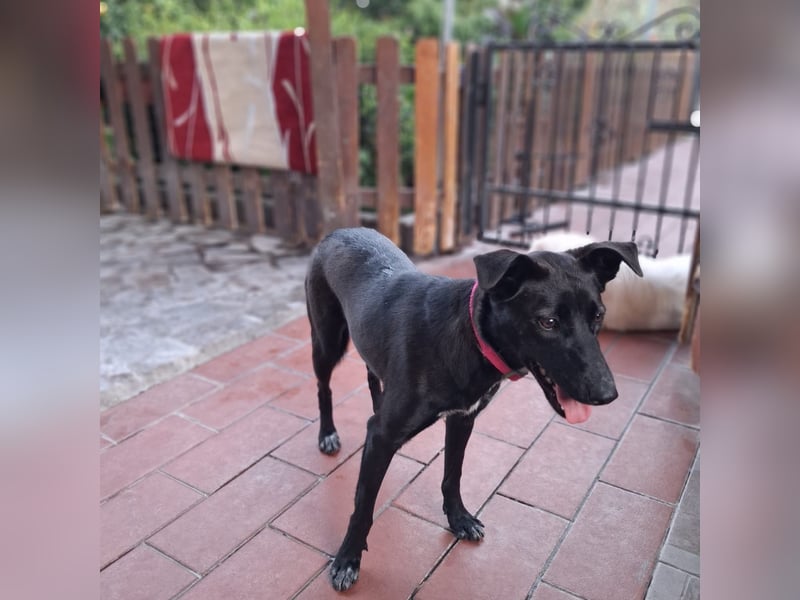 Cinzia - stubenrein, spricht fließend hund,  tunesisch, italienisch und bald deutsch?