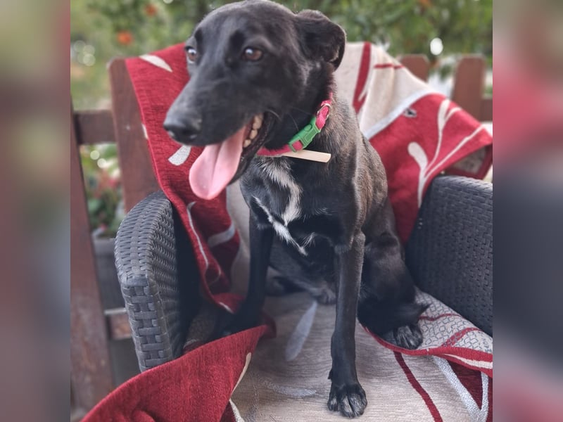 Cinzia - stubenrein, spricht fließend hund,  tunesisch, italienisch und bald deutsch?