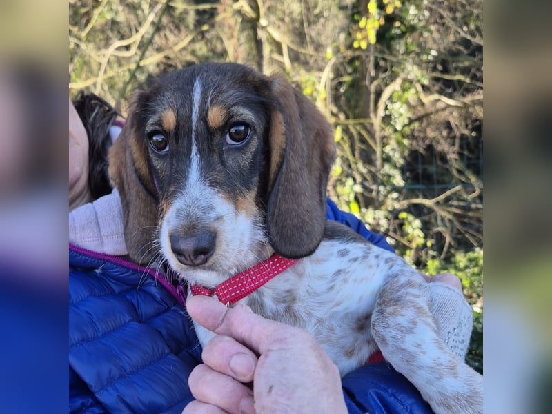 Gioia - verspielt, neugierig, sozial und voller Lebensfreude – das ist Gioia!