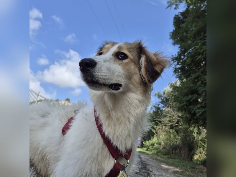 Pesca - junge wunderschöne Hündin