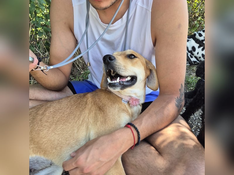 Ohana - freundliche, kinderliebe, junge Hündin Ohana - freundliche, kinderliebe, junge Hündin