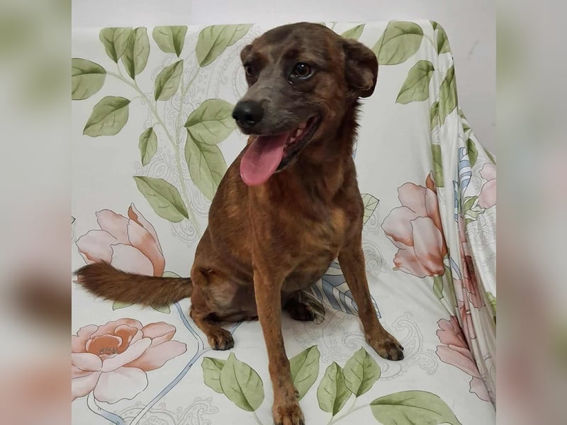 Alba -  neugieriges und fröhliches, m ein wenig schüchternes Hundemädchen träumt von eigener Familie