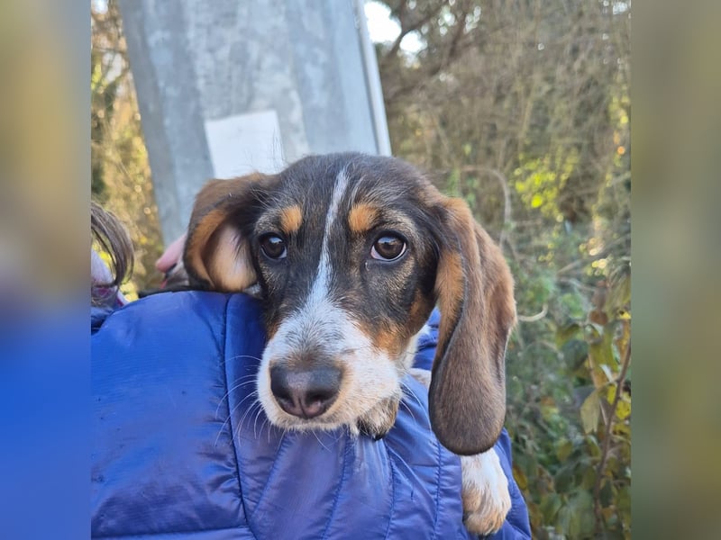 Gioia - verspielt, neugierig, sozial und voller Lebensfreude – das ist Gioia!