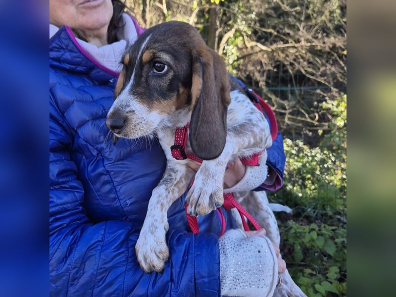 Gioia - verspielt, neugierig, sozial und voller Lebensfreude – das ist Gioia!