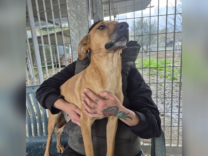 Estella - sanfte Hündin, noch ein bißchen schüchtern, aber bereit für ein liebevolles Zuhause