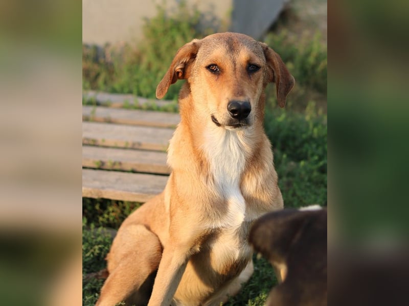 Henning, geb. ca. 12/2023, lebt in GRIECHENLAND, im städt. Tierheim Serres