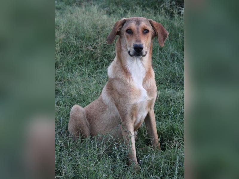 Henning, geb. ca. 12/2023, lebt in GRIECHENLAND, im städt. Tierheim Serres