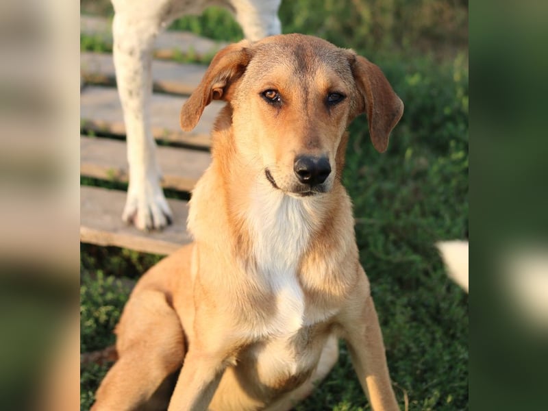 Henning, geb. ca. 12/2023, lebt in GRIECHENLAND, im städt. Tierheim Serres