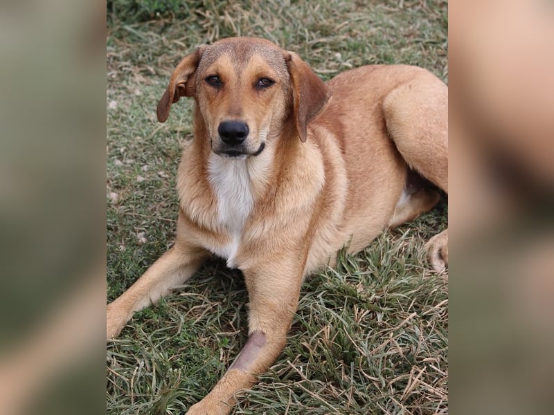 Henning, geb. ca. 12/2023, lebt in GRIECHENLAND, im städt. Tierheim Serres