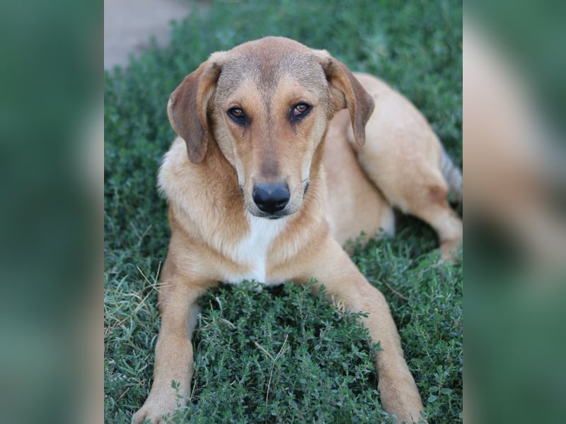 Henning, geb. ca. 12/2023, lebt in GRIECHENLAND, im städt. Tierheim Serres