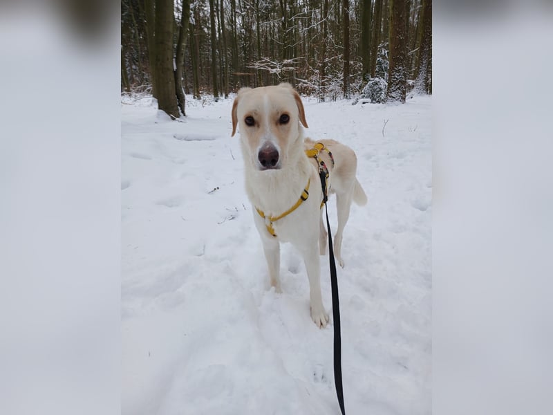 Lobo auf Pflegestelle in  31582 Nienburg/Weser sucht sein Zuhause